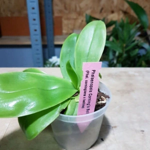 Phalaenopsis Corning's Bell - Img 2