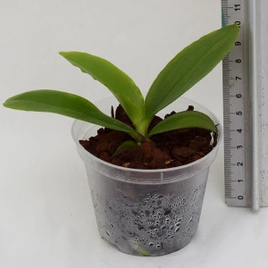 Phalaenopsis George Vasquez - Img 2