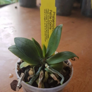 Phalaenopsis Petite Odette - Img 2
