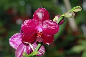 Phalaenopsis Sogo Relex J1 FS