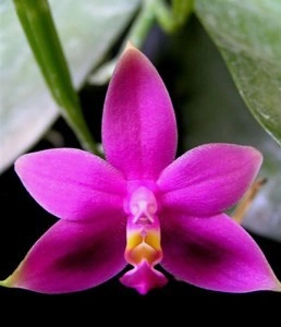 Phalaenopsis Violacea var Red - Img 2
