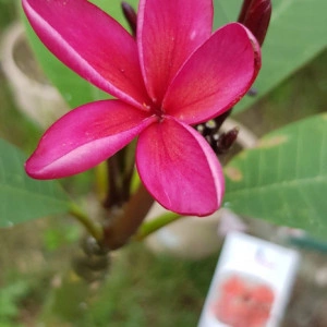 Plumeria Cardinal - Img 2