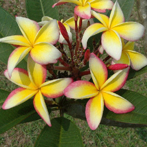 Plumeria Fool's Gold