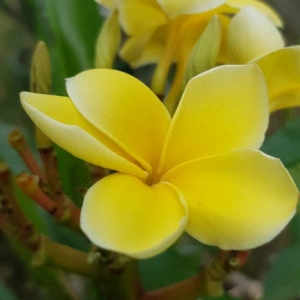 Plumeria Inca Gold
