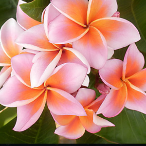 Plumeria Mystique