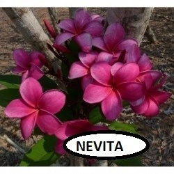 Plumeria Nevita
