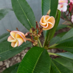 Plumeria NoID