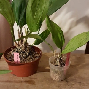 Stanhopea Gutulata NFS - Img 2