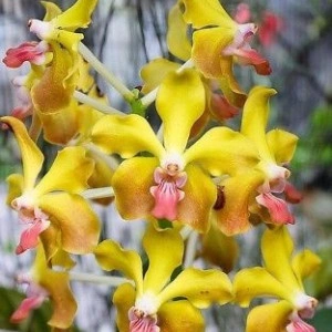 V. M. V. Tannis 'Kirk' AM/AOS (V. Memory Tienchai x V. Lamelata)