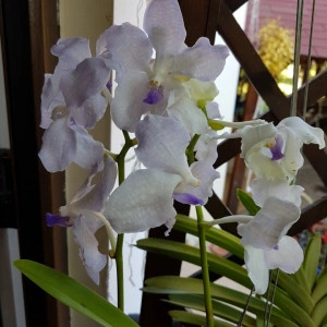 Vanda Kanchana Lavender Mist
