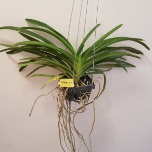 Vanda Kultana X Vanda Luzonica fragrance w1 FS - Img 2