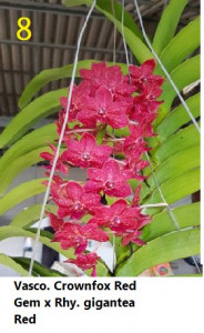 Vasco. Crownfox Red Gem X Rhy. gigantea red - Img 1