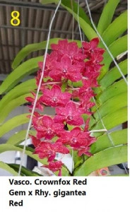 Vasco. Crownfox Red Gem X Rhy. gigantea red