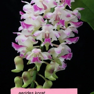 Aerides Korat