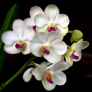 Aeridovanda Supatra Delight FS