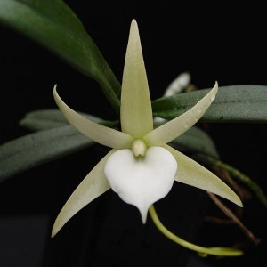Angraecum Elephantinum FS
