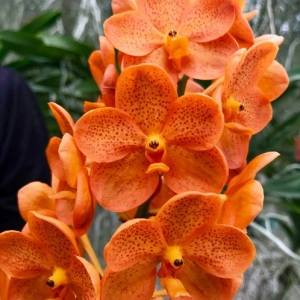 Ascda. Viboon Sunset, clumps