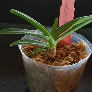 Ascocentrum Garayi FS - Img 3