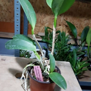 Blc. Chinese Bronze X (Blc. Lee Langford X Blc. Goldenzelle) X Blc. Waikiki Lea - Img 2