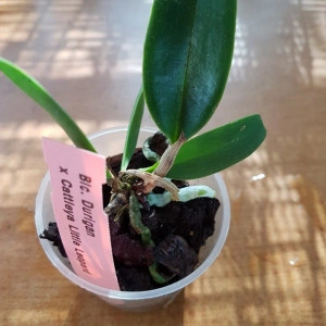 Blc. Durigan X Cattleya Little Leopard - Img 3