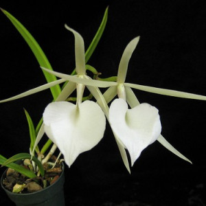 Brassavola Nodosa