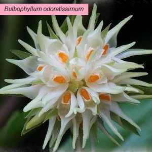 Bulbophyllum Odoratissimum