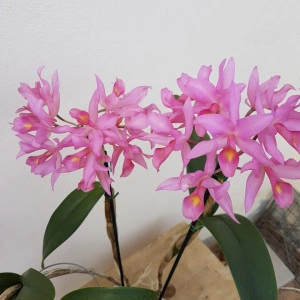 Cattleya Guatemalensis - Img 2