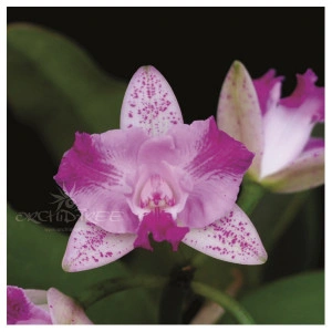 Cattleya Monte Elegante FS