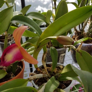 Cattleya roz degrade - Img 4