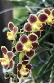 Chiloschista lunifera (FS, RK)