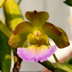 Christensonia Vietnamica x Vanda Insignis