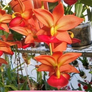 Cycnodes Taiwan Gold Orange FS