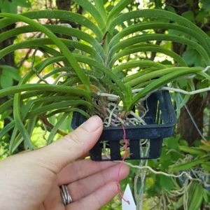 Darwinara Blue Charm FS - Img 2