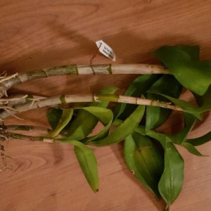 Dendrobium antelope Chan-Chao - Img 2