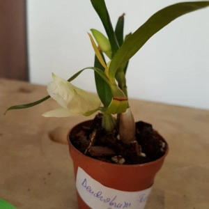 Dendrobium Fuerstenbergianum - Img 2