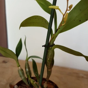 Dendrobium Harveyanum - Img 3