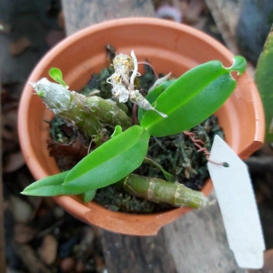 Dendrobium parishii - clumps - Img 4
