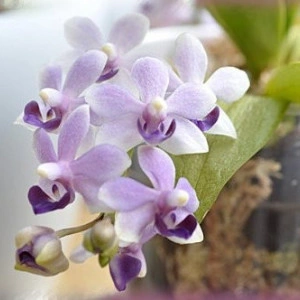 Doritaenopsis Tzu Chiang Sapphire FS j2