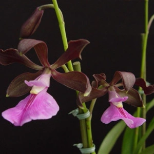 Encyclia Cordigera