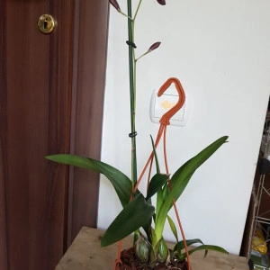 Encyclia Cordigera - Img 2