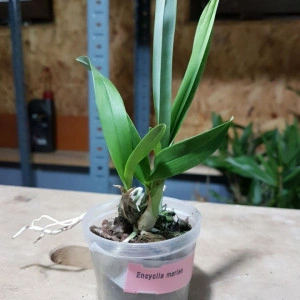 Encyclia Mariae - Img 2
