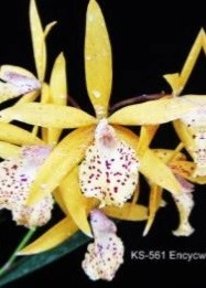 Encycvola Jairak Canary