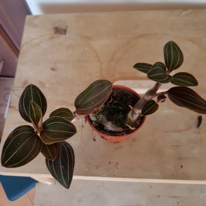 Ludisia Discolor