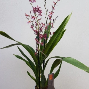Oncidium Katarina Zoch - Img 3