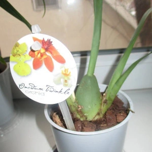 Oncidium Twinkle alb fragrance CB1 - Img 2