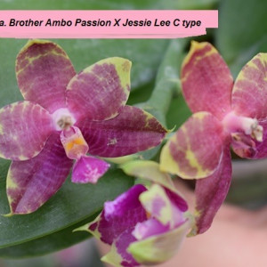 Phal. Brother Ambo Passion X Phal. Jessie Lee var. C FS