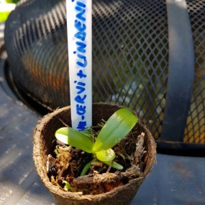Phal. Cornu-Cervi var. Red X Phal. Lindenii - Img 2