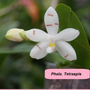 Phala. Tetraspis FS