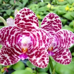 Phalaenopsis Brother Glory 'Long Fong' AM/AOS