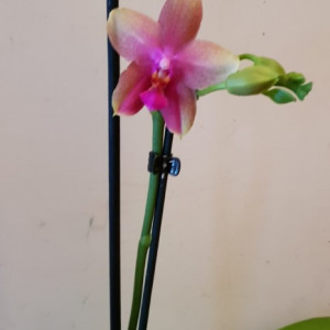 Phalaenopsis Liodoro 1T